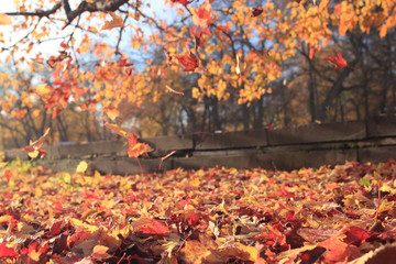 autumn leaf fall landscape in a city park