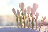 spring bouquet of flowers, white crocus snowdrops