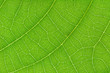 © eNJoy Istyle - Green leaf texture for pattern and background