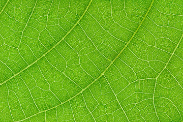 Green leaf texture for pattern and background
