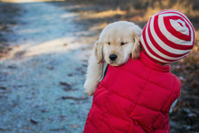 Sleepy Golden Retriever Puppy Dog Being Carried By Boy