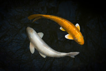Close-up Overhead View Of An Orange And A White Koi Swimming In A Pond