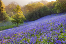 Bluebells In The Countryside, Minterne Magna, Dorset, England, UK