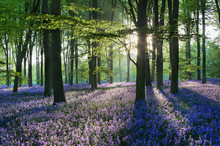 Bluebells In The Countryside, Micheldever Woods, Hampshire, England, UK