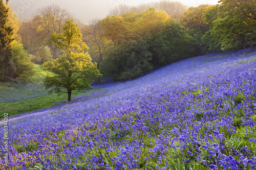 Bluebells in the countryside, minterne Magna, Dorset, England, UK Plakat