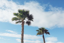 Two Palm Trees Against Blue Sky With Clouds