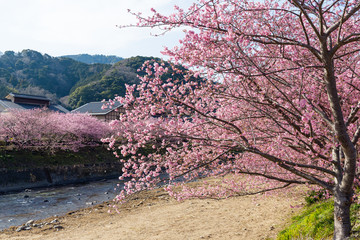 Canvas Print - Sakura in kawazu city