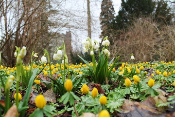 Poster - spring snowflake and Eranthis hyemalis  flowers