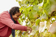 © Mint Images - A grape picker leaning down and selecting bunches of grapes for harvest,