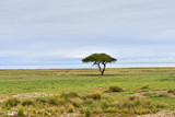 Fototapeta Sawanna - Etosha, Namibia, Africa