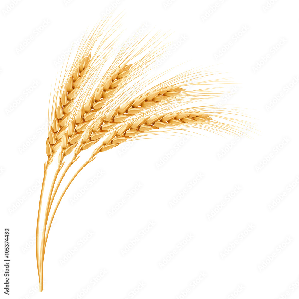 39 Weizenähre Zum Ausmalen Besten Bilder von ausmalbilder 39 Weizenähre Zum Ausmalen Besten Bilder von ausmalbilder