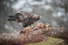 Golden Eagle In A Winter Snow Shower, Feeding From A Fox Carcass, Looking Right