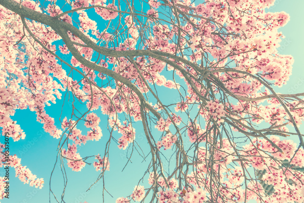 Spring blossom - obrazy, fototapety, plakaty 