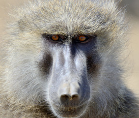 Wall Mural - Baboon monkey in National park of Kenya