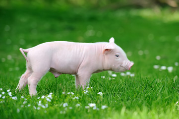 Young pig on grass