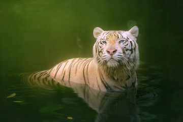 White tiger symbol of  success