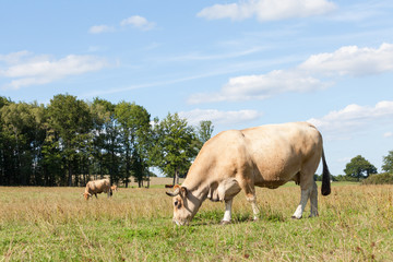 Wall Mural - Tan Aubrac beef cow  with lyre shaped horns grazing in a sunny summer pasture, close up side view with copy space