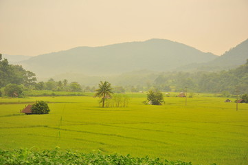 Rice Paddy Fields in Green Season