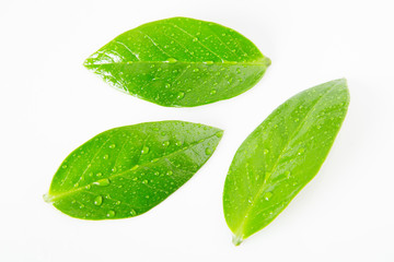 Leaves of Zamioculcas Zamifolia in hand on white background