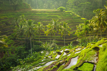 beautiful rice terraces in the moring light near tegallalang village, ubud, bali, indonesia.