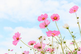 Fototapeta Kosmos - Pink cosmos flowers.