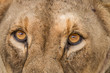 Lioness eyes