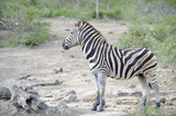 Fototapeta Sawanna - Burchell's Zebra (Equus burchelli). Stallion cautiously approaches waterhole
