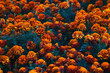 Dark orange and red marigold flowers (Tagetes patula)