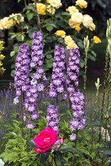 Wall Mural - Purple Delphinium Flower in Garden