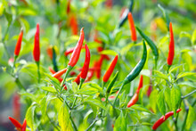 Red Chili Pepper In The Chili Garden