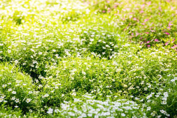 Nature background with little white flowers.