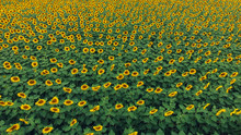 Sunflower Field, Above View