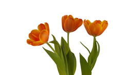 Three Orange Tulips On A White Background