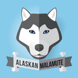 Image of a dog's face. Alaskan Malamute. Vector illustration