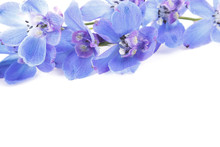 Blue Delphinium Flowers On White Background 