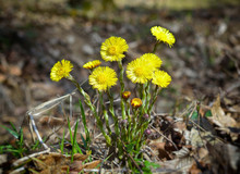 Yellow Coltsfoots Growing Up In Early Spring