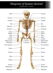 human skeleton diagram