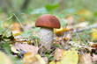Edible orange-cap boletus mushroom in the autumn forest