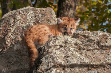 Wall Mural - female cougar kitten (puma concolor) lies on rocks