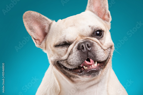 Fotografía French bulldog isolated over blue background
