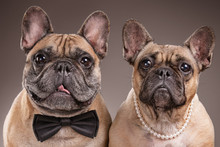 French Bulldogs Isolated Over Brown Background