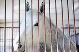 Fototapeta Konie - Grey horse cage in a cage