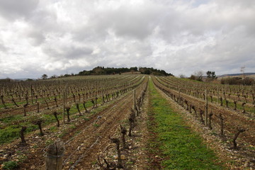 Vignes dans le Razès,Aude