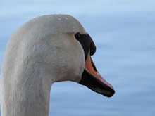 Portrait Of Swan