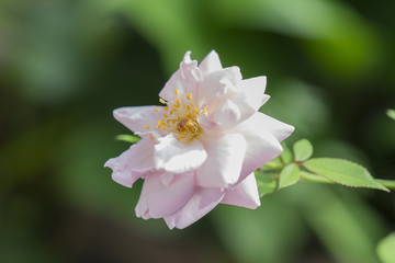 Close up of light pink roses blossoms