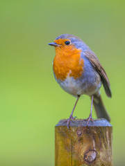 Sticker - Robin perched on a pole