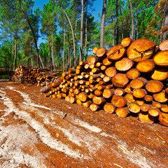 Wall Mural - Logging