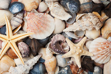 Collection Of Seashell And Starfish For Background, Natural Macro Texture, Top View