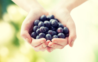 Wall Mural - close up of woman hands holding blueberries