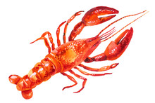 Watercolor Illustration Of Lobster